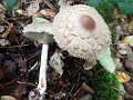 Chlorophyllum olivieri-amf2222-1